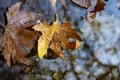 Wedding rings on the autumn maple leaf in the water. Wedding rings in autumn leaf in a lake. Royalty Free Stock Photo