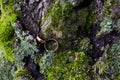 Wedding rings on the background of the forest Royalty Free Stock Photo