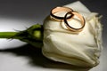 Wedding rings background white rose Royalty Free Stock Photo