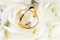 Wedding rings on a background of white roses. Royalty Free Stock Photo