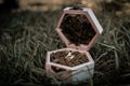 Wedding rings in beautiful wooden box with moss, love is everything, wedding day Royalty Free Stock Photo
