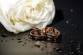 Wedding rings black background white rose drops Royalty Free Stock Photo