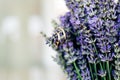 Wedding rings of the bride and groom on the sprigs of lavender.