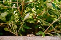 Wedding rings of the bride and groom on the stone texture under the olive tree.