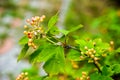 wedding rings on bunch of orange berries mountain ash Royalty Free Stock Photo