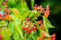 wedding rings on bunch of orange berries mountain ash Royalty Free Stock Photo