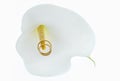 Wedding rings & Calla Lily Royalty Free Stock Photo
