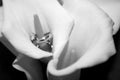 Wedding rings in a calla lily Royalty Free Stock Photo