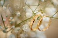 Wedding wedding rings, close-up
