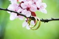 Wedding rings closeup Royalty Free Stock Photo