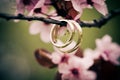 Wedding rings closeup Royalty Free Stock Photo