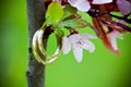 Wedding rings closeup Royalty Free Stock Photo