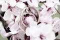 Wedding rings closeup Royalty Free Stock Photo