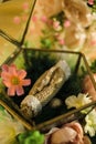 A Couple Gold Wedding Rings on Terarium Box