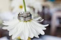 Wedding rings on a daisy flower