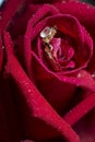 Wedding ring and rose close up