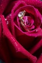 Wedding ring and rose close up