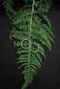 Wedding rings on the fern leaf Royalty Free Stock Photo