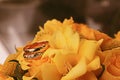 Wedding rings Royalty Free Stock Photo