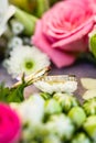 Wedding rings Royalty Free Stock Photo