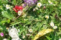 Wedding rings in the grass and wildflowers