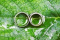 wedding rings on green leaf macro Royalty Free Stock Photo