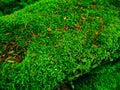 Wedding rings on a green moss on the rocks Royalty Free Stock Photo