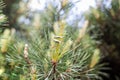 Wedding rings hanging on a branch of a coniferous tree Royalty Free Stock Photo