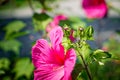 Wedding rings on hibiscus buds