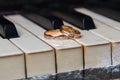 Wedding rings lie on black and white keys of the piano Royalty Free Stock Photo