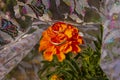 wedding rings lie on a grid. Wedding rings lie on marigold flowers. preparation for the wedding ceremony