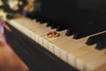 Wedding rings lie on the piano keys Royalty Free Stock Photo