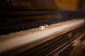 Wedding rings lie on the piano keys Royalty Free Stock Photo