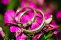 Wedding rings lie on a pink flower close up