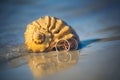 Wedding rings lie on a shell on the beach Royalty Free Stock Photo