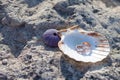 wedding rings lie in a shell Royalty Free Stock Photo