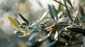 Wedding rings on the olive branch Royalty Free Stock Photo