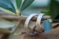 Wedding rings on the olive tree branch Royalty Free Stock Photo