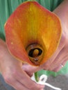 Wedding rings in an orange Calla Lily flower held by a bridesmaid.