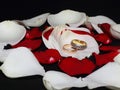 Wedding rings on petals of white and red roses on black background. Symbolic concept Ã¢â¬â family, love, wedding, responsibility