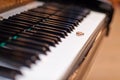 Wedding rings on piano keys Royalty Free Stock Photo