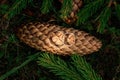 Wedding rings on a pine cone. The concept of marriage, family relationships, wedding paraphernalia Royalty Free Stock Photo