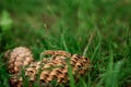 Wedding rings on a pine cone. The concept of marriage, family relationships, wedding paraphernalia Royalty Free Stock Photo