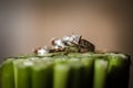 Wedding rings on plants