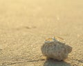 Wedding rings put on the beach. Royalty Free Stock Photo