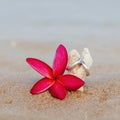 Wedding rings put on the beach Royalty Free Stock Photo