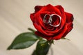 Wedding rings in a red rose Royalty Free Stock Photo