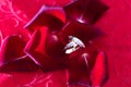 Wedding rings on red rose petals Royalty Free Stock Photo