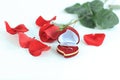 Wedding rings and red rose on white background Royalty Free Stock Photo