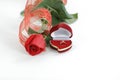 Wedding rings and red rose on white background.photo with copy space Royalty Free Stock Photo